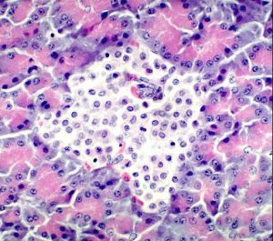 Islet Of Langerhans In Canine Pancreas At Higher Magnification 