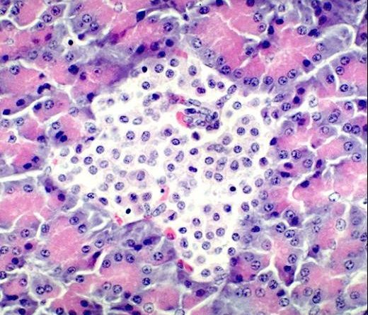 Islet of Langerhans in canine pancreas at higher magnification ...