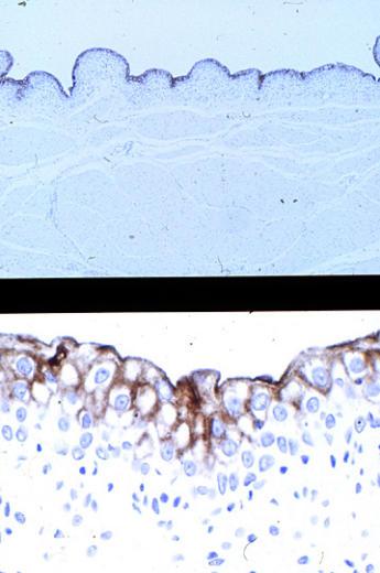 Urothelium 3 – Collection of Histology Images