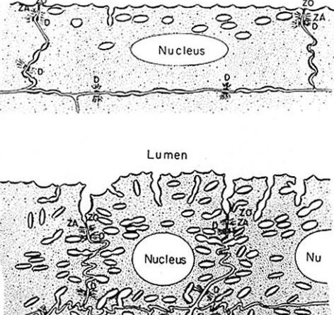 Urothelium 4 – Collection of Histology Images