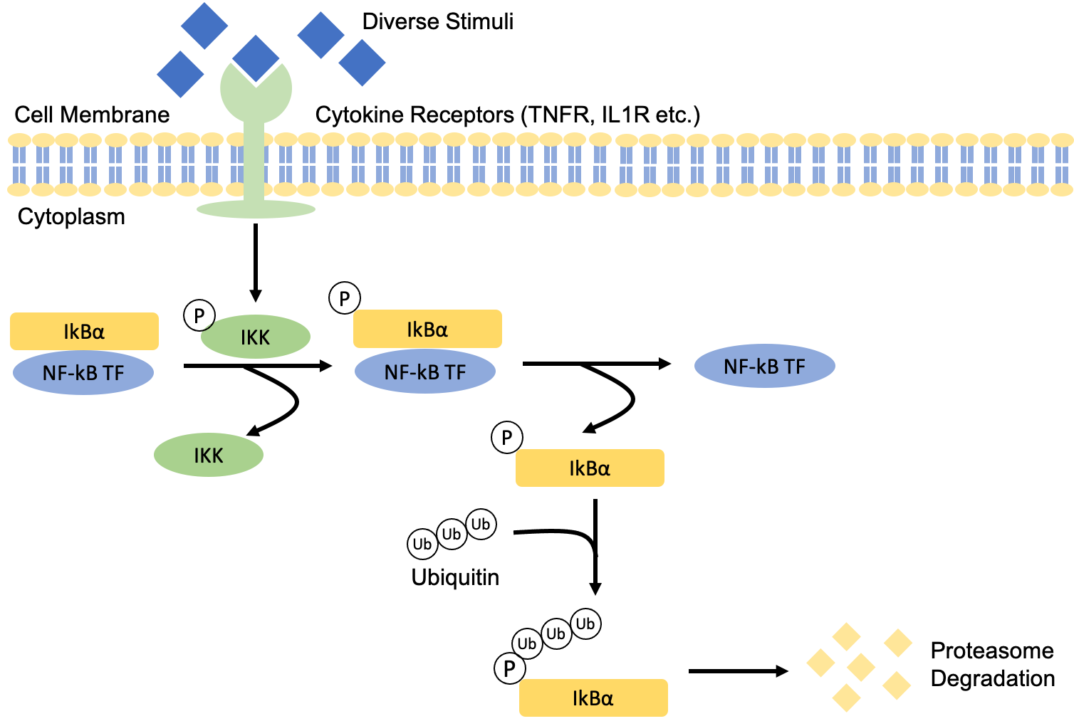 Nuclear Factor Kappa-B Pathway – Inflammation's Role In Obesity