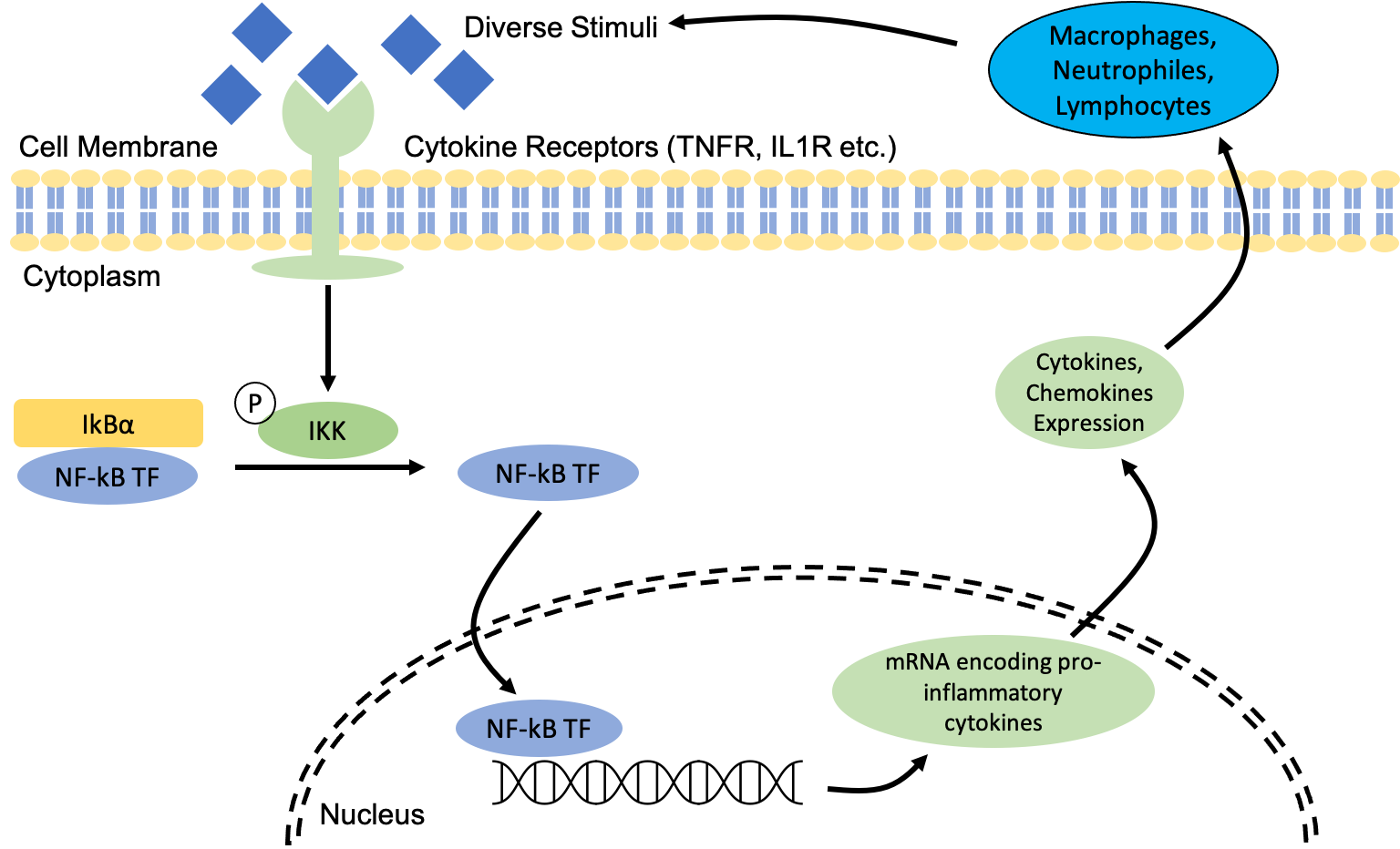 Nuclear Factor Kappa-B Pathway – Inflammation's Role In Obesity