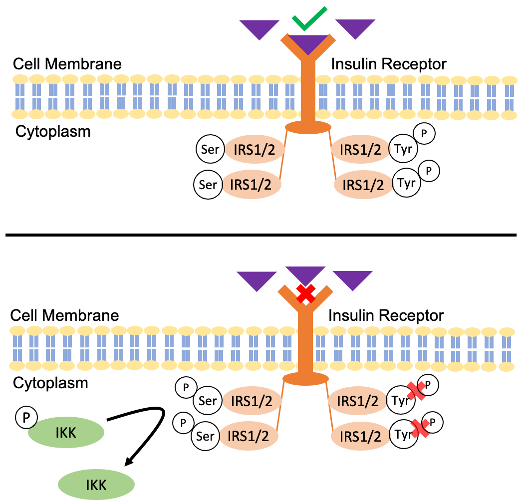 Nuclear Factor Kappa-B Pathway – Inflammation's Role In Obesity