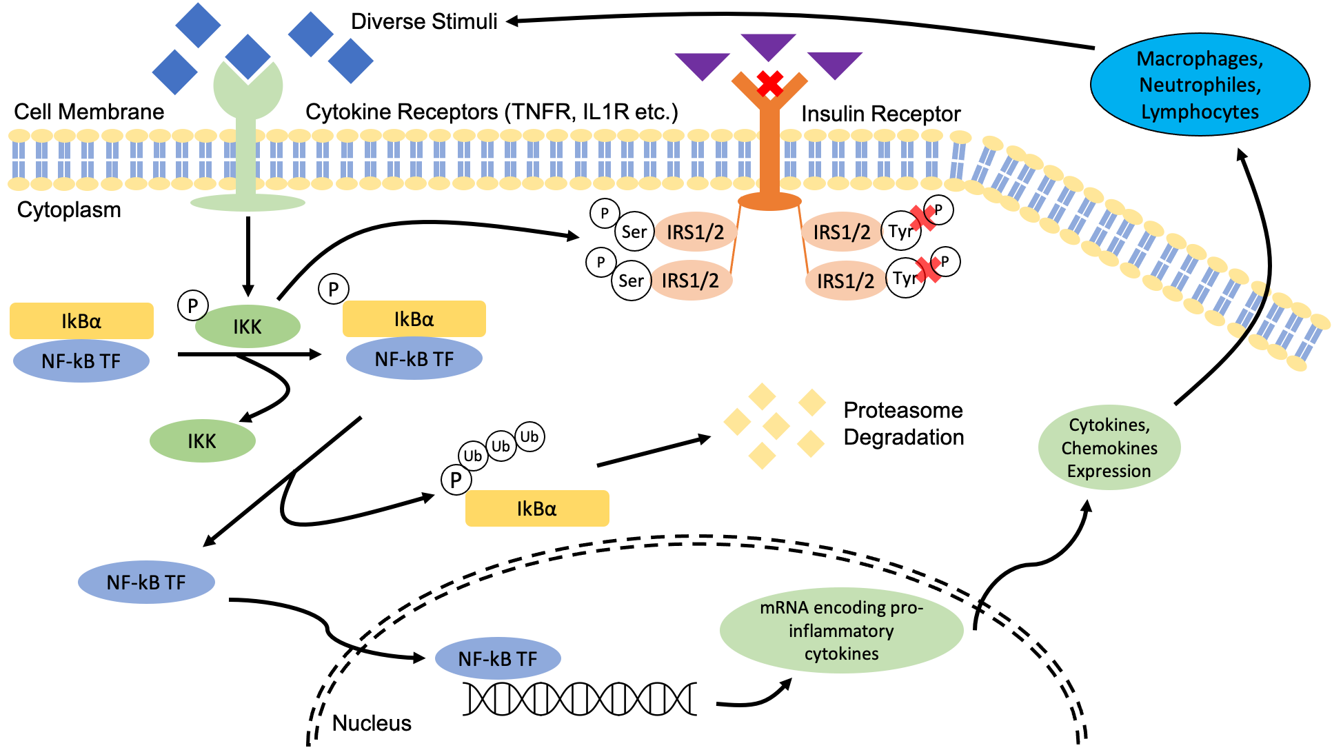 Nuclear Factor kappa-B Pathway – Inflammation's Role in Obesity