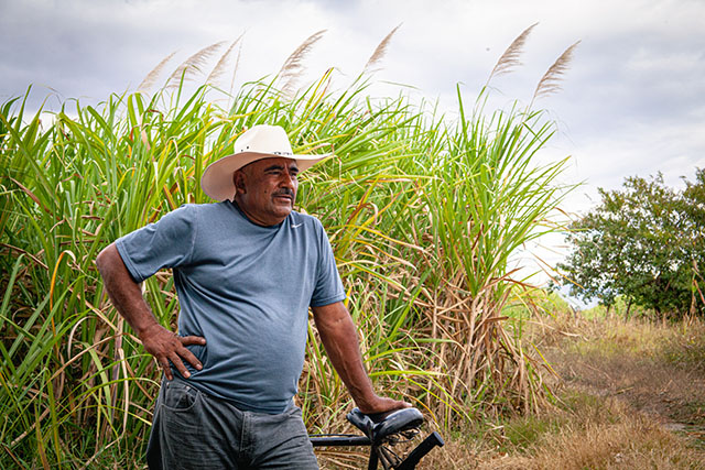 A man standing in a field of sugar cane wearing a white hat.