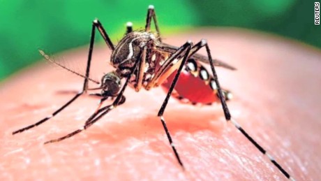 Zika: Coming This Summer to a Mosquito Near You