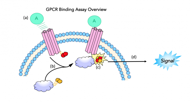 Opioid Receptor Binding Assay – Opioid Peptides