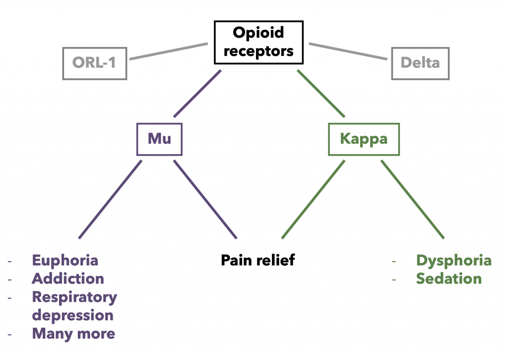 Pathways and Receptors – Opioid Peptides