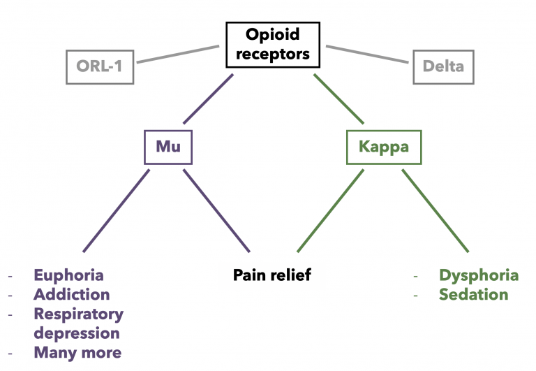 Pathways and Receptors Opioid Peptides