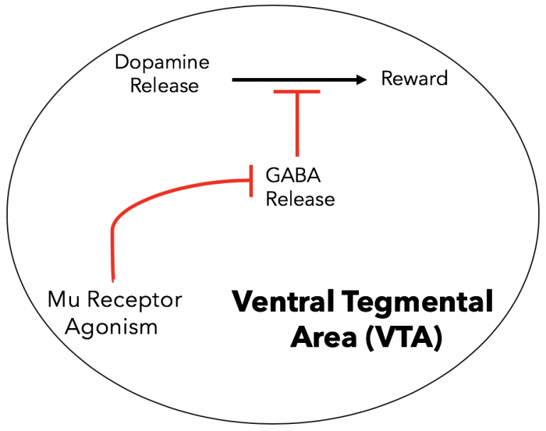 Mu Receptors – Opioid Peptides