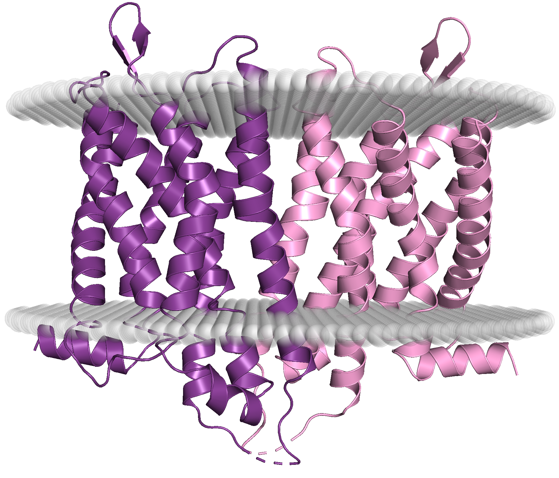 Mu Receptors – Opioid Peptides