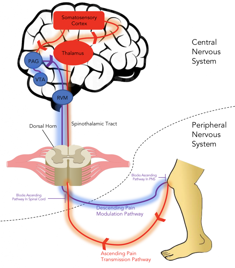 Pain Transmission Pathway Opioid Peptides