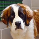 St. Bernard at Foster Hospital for Small Animals