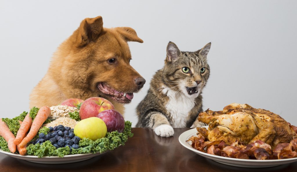 Dog and cat choosing between veggies and meat