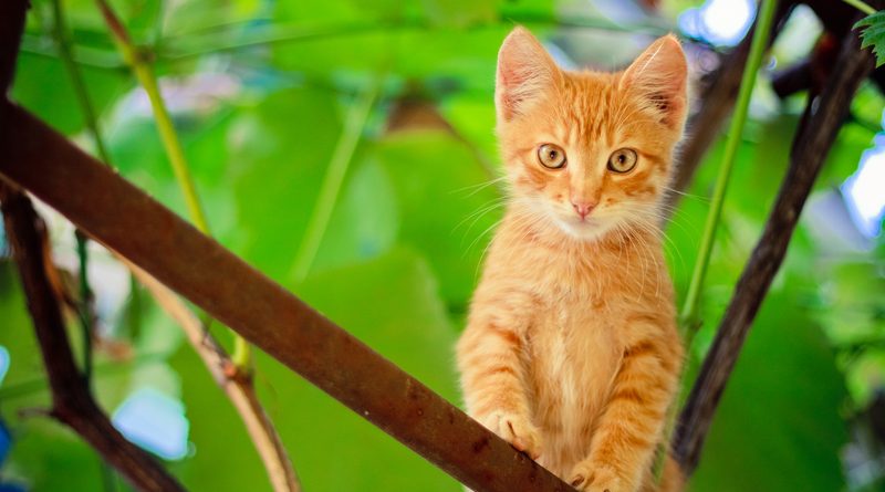 Kitten on branch