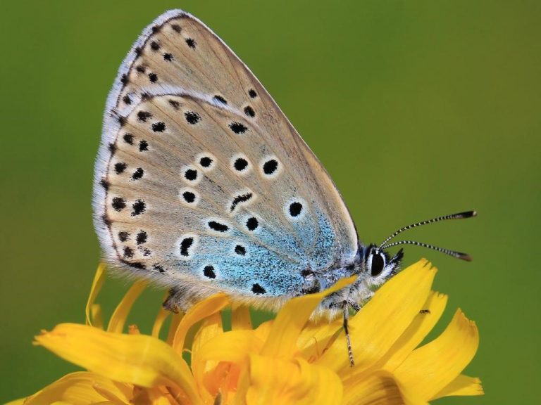 The butterflies who are raised by ants