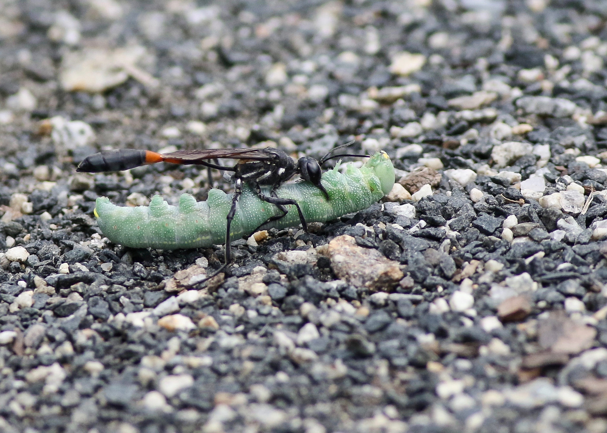 Solitary Wasps Are Fierce, Fascinating, And Totally Harmless