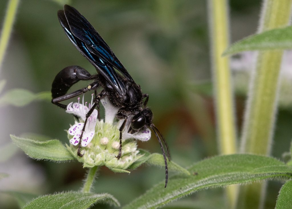 great black wasp nest