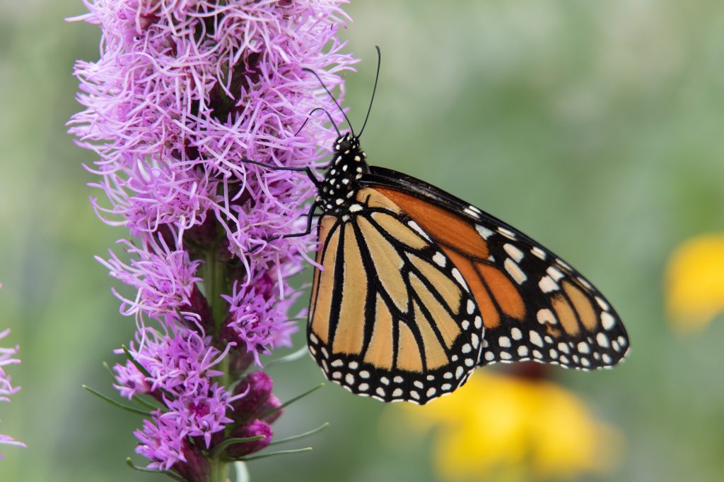 monarch butterfly