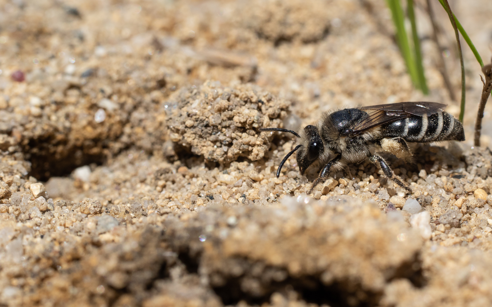 Cellophane Bees, Solitary Bees, Citizen Science, Ground-nesting Bee ...