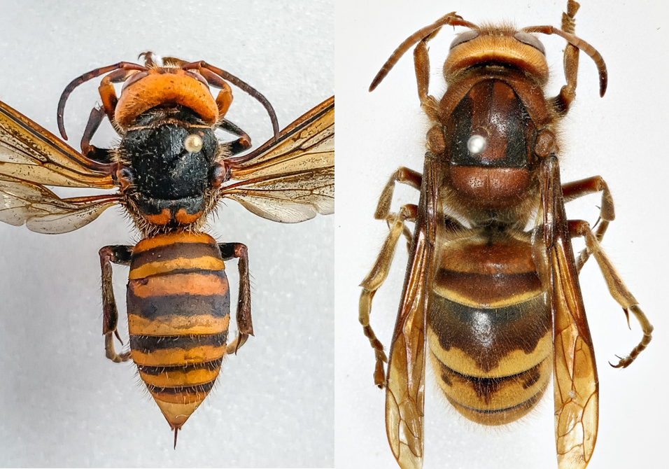 European Hornet Vs Asian Giant Hornet.