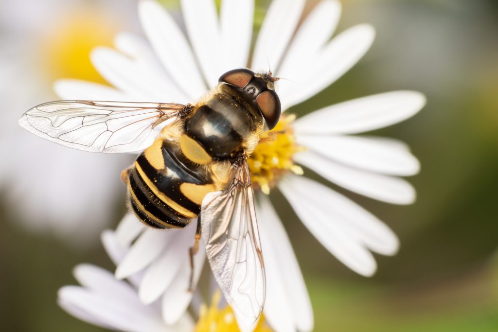 flower fly, hover fly