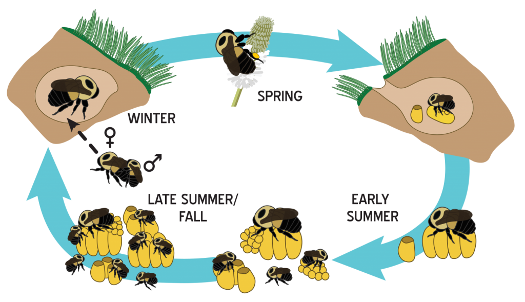 Bumble bee reproduction cycle