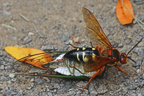 eastern cicada killer wasp carrying a cicada