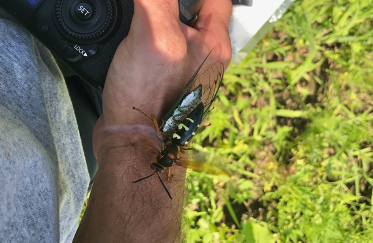 cicada killer on human hand
