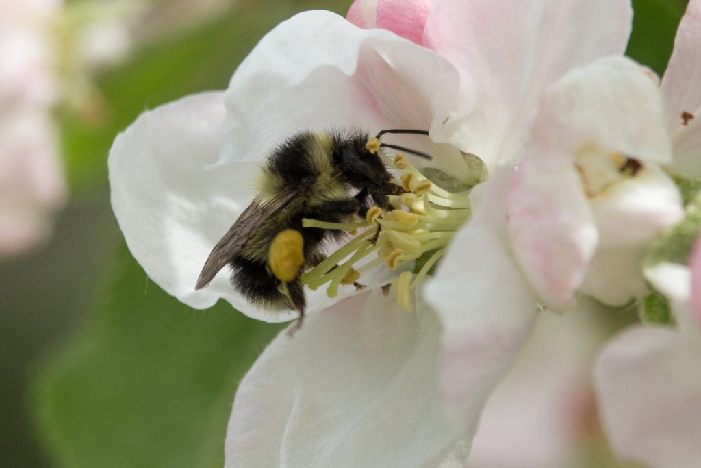 apple bee insect