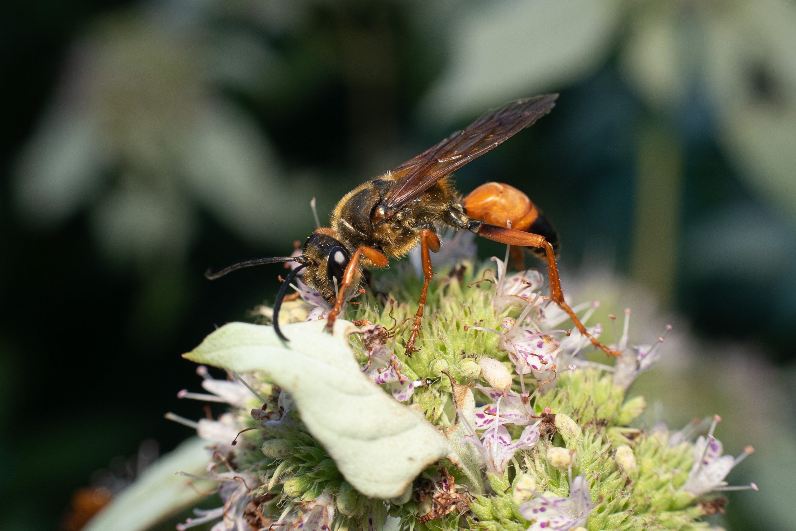 Pollinator Diversity