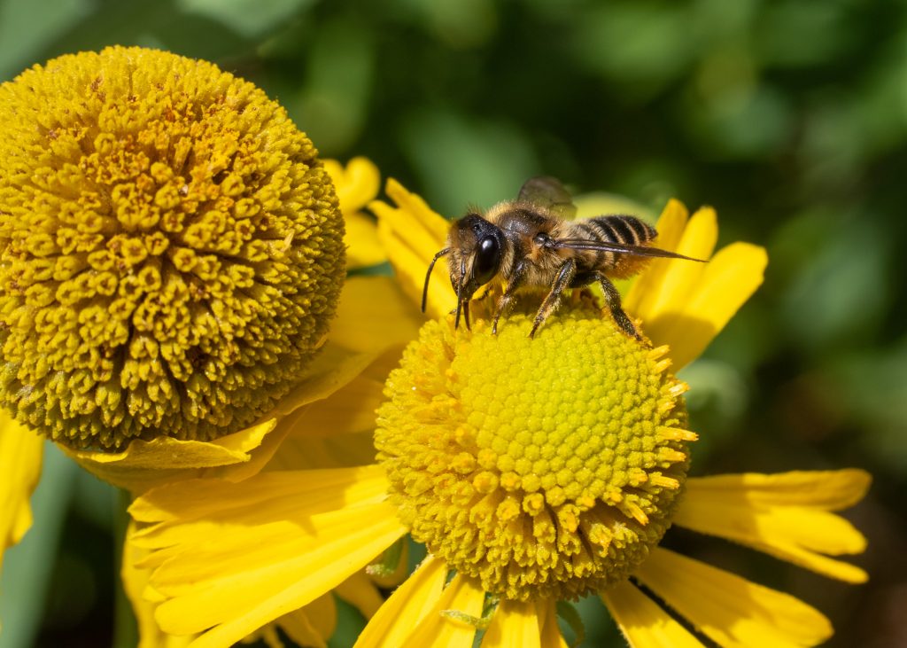 leaf cutter bee