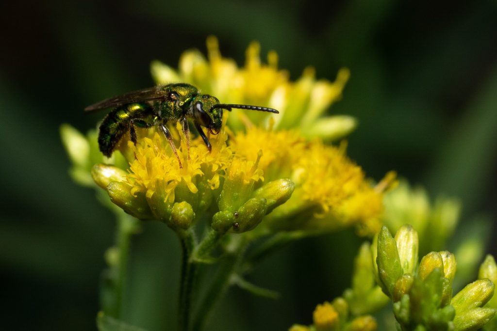 sweat bee