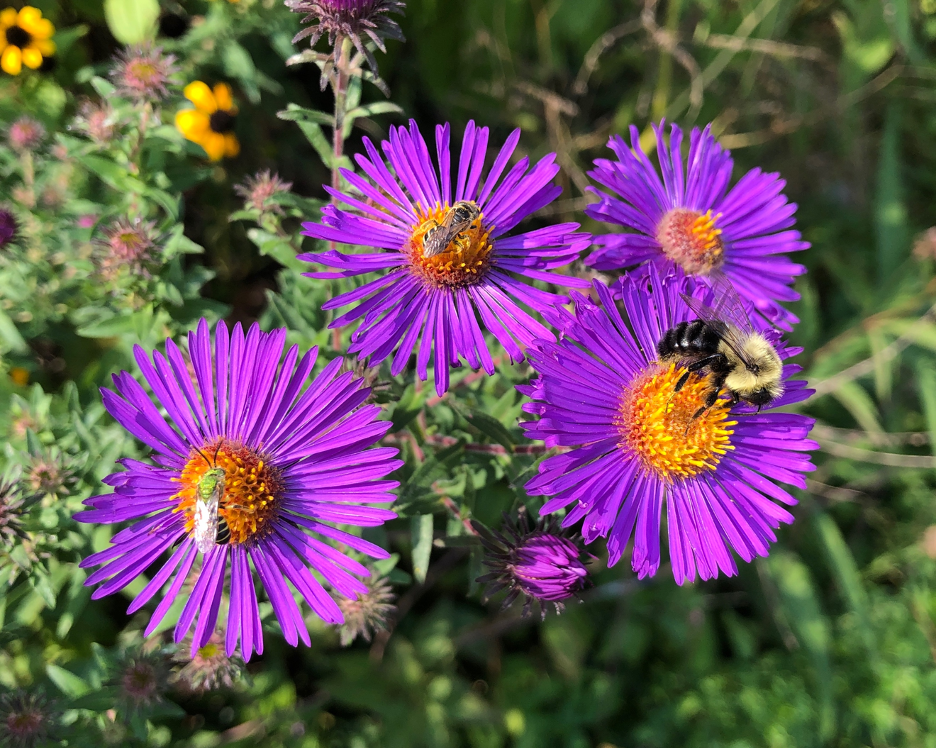 fall bees fueling up on new england aster before winter