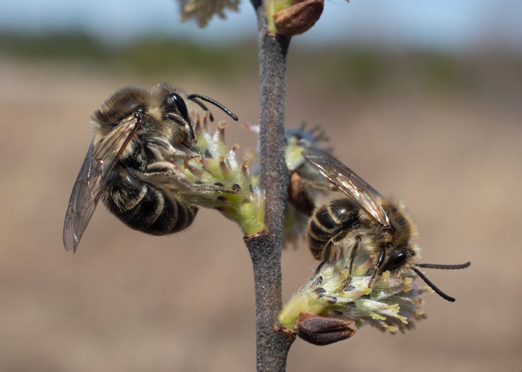 Beneficial Pollinators: Honey Bees and Bicolored Striped-Sweat Bee