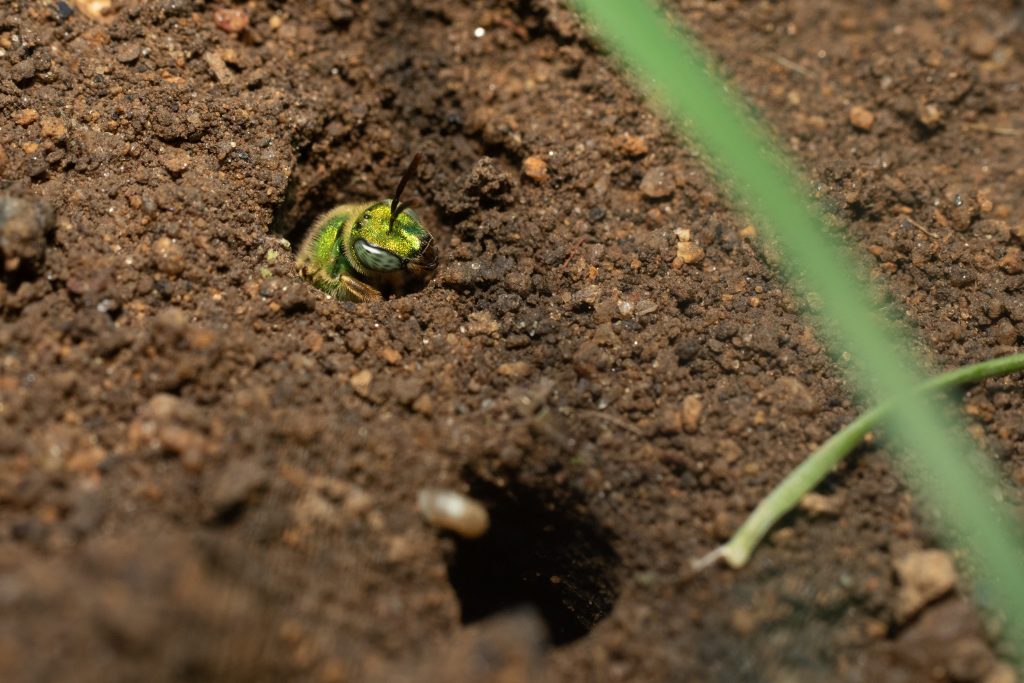 Agapostemon virescens live in underground communal nests.