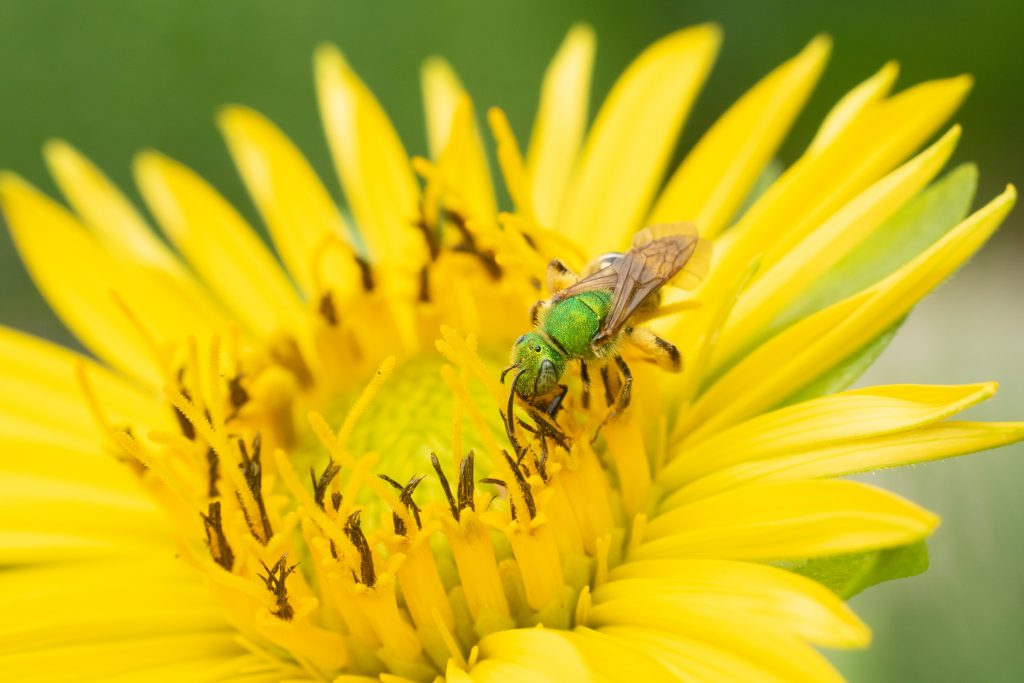 Agapostemon virescens loves asters like cup-plant.