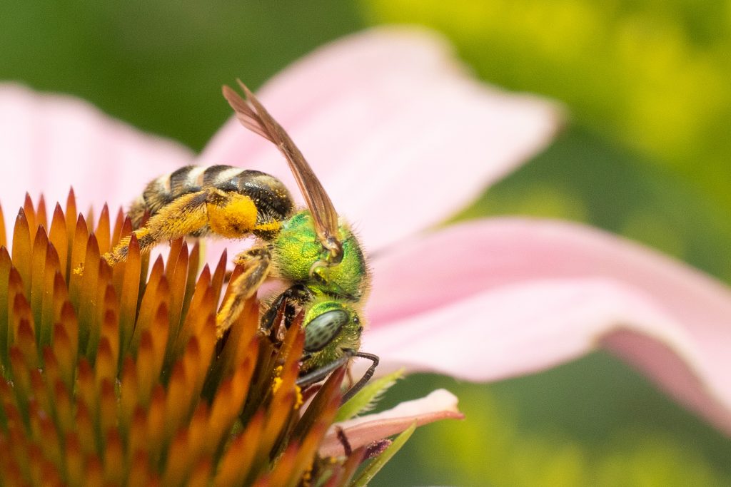 Agapostemon virescens females can be easily identified via the combination of a metallic green thorax and a black-and-white abdomen. 
