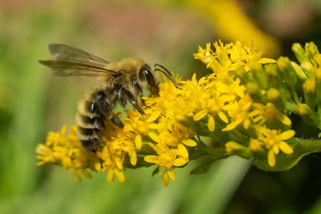 Vegetation helps wild honeybees survive the winter •