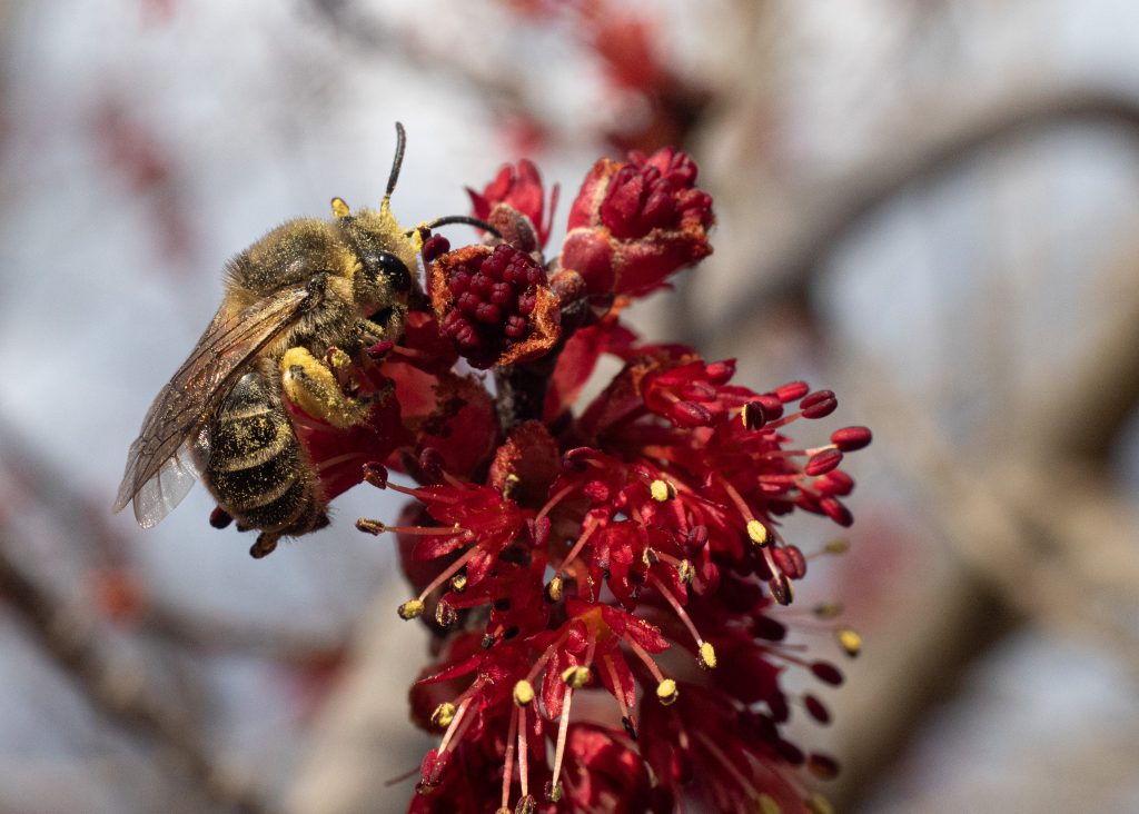 Beneficial Pollinators: Honey Bees and Bicolored Striped-Sweat Bee