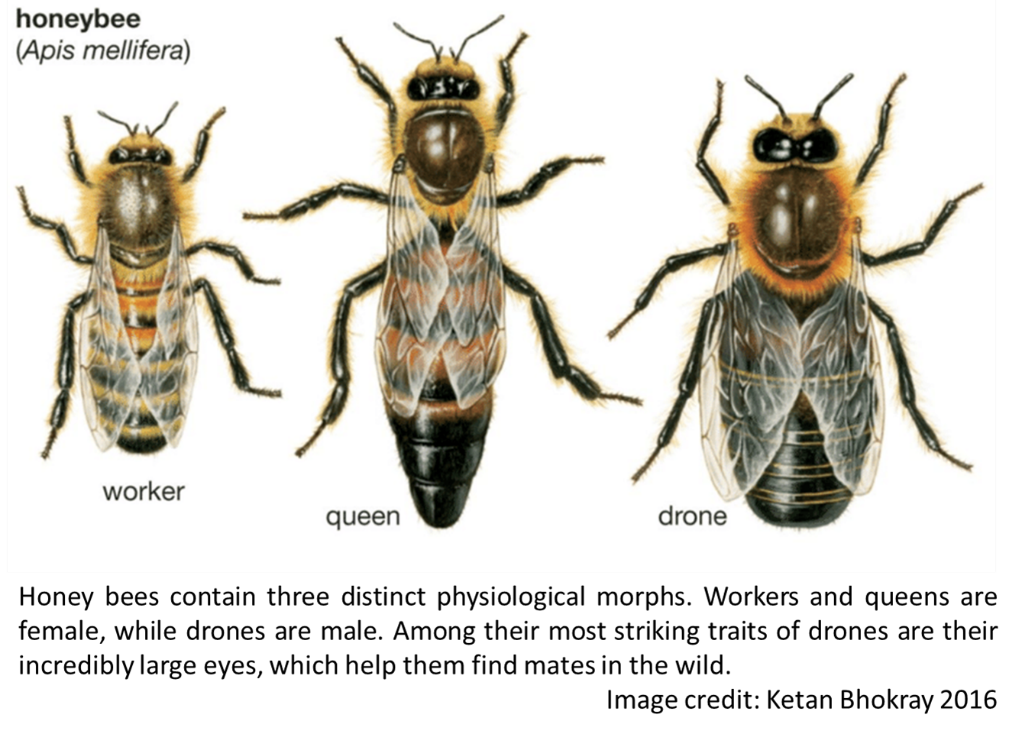 Shedding Light on the Secret Reproductive Lives of Honey Bees