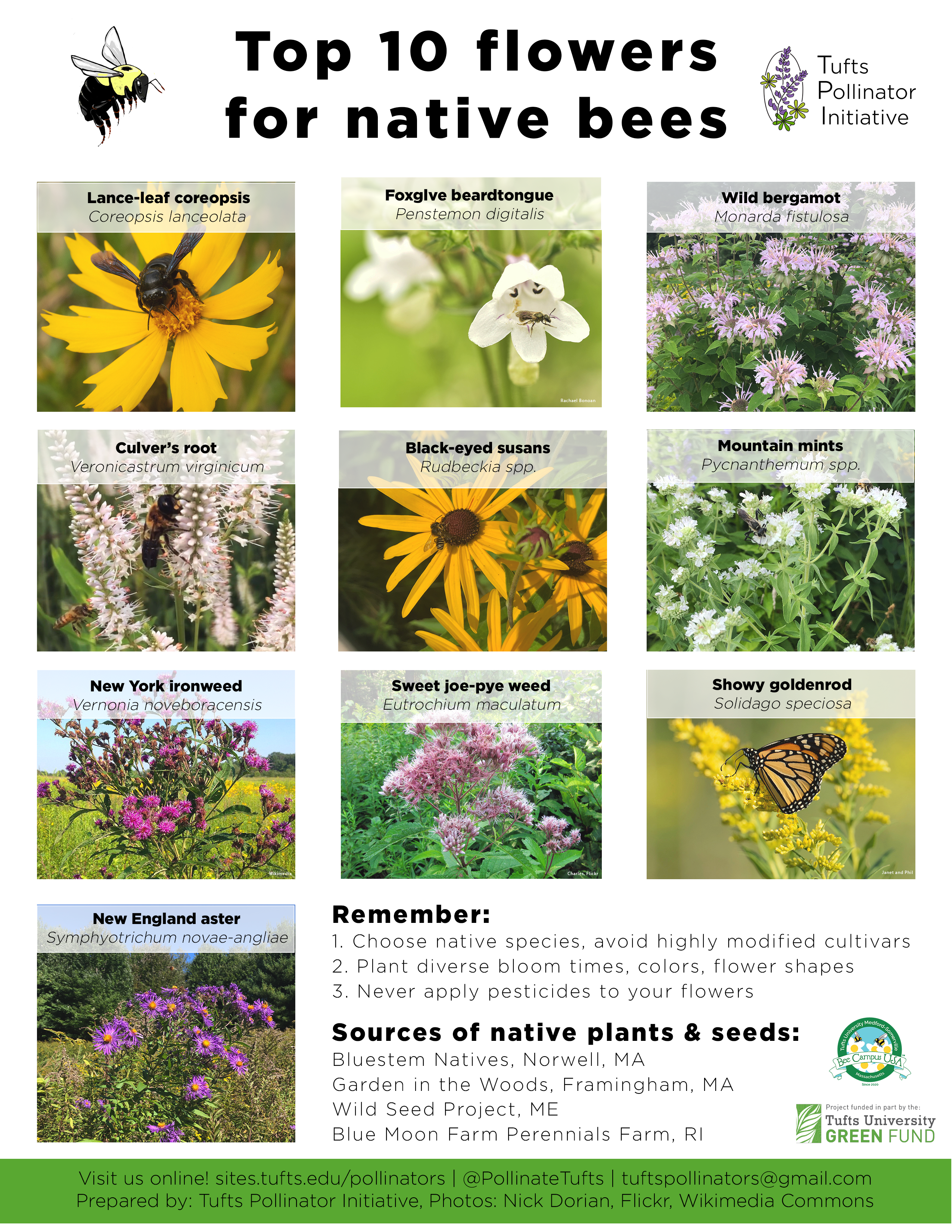 III. Why Native Plants are Essential for Bees