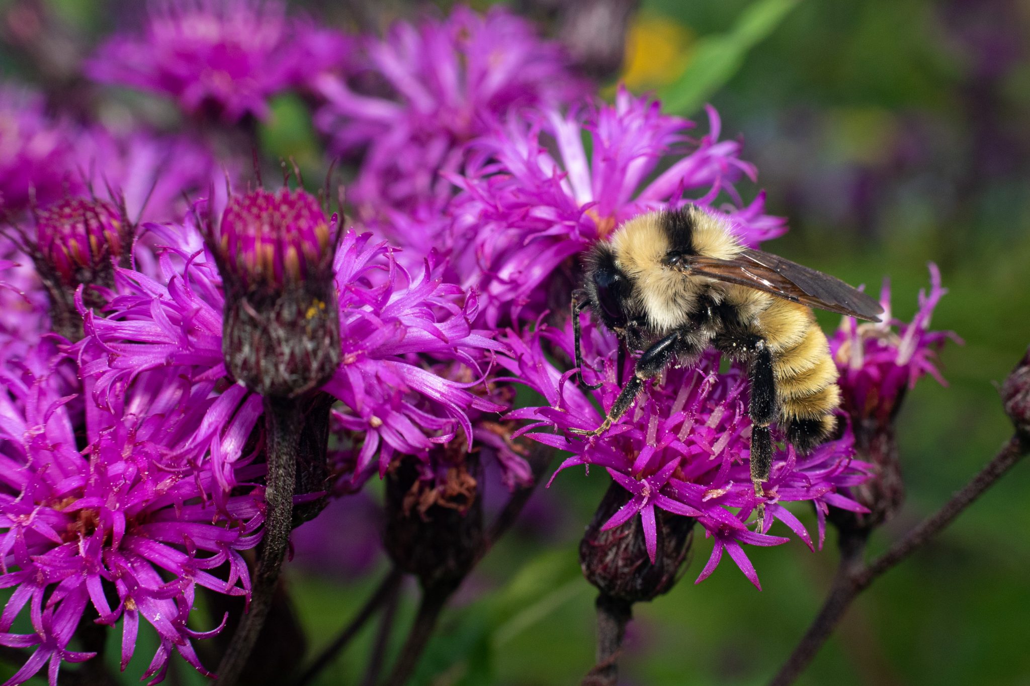 How To Stop Bunnies From Eating Your Pollinator Garden