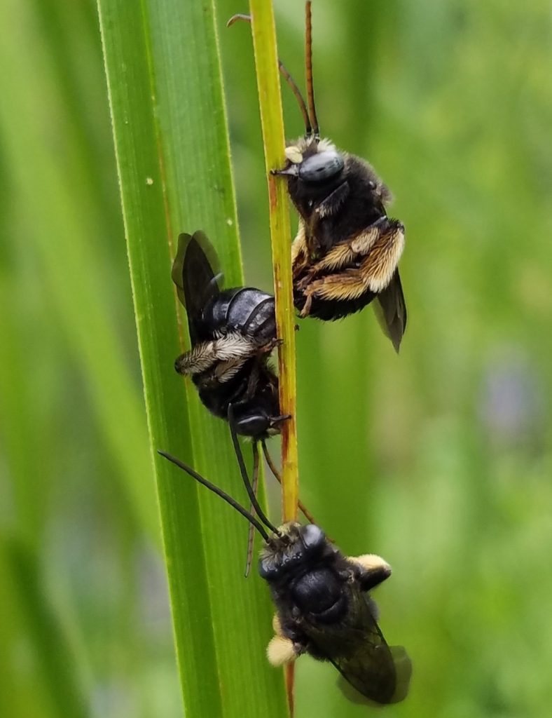 Lucky Bees - Mala Senhora Preto