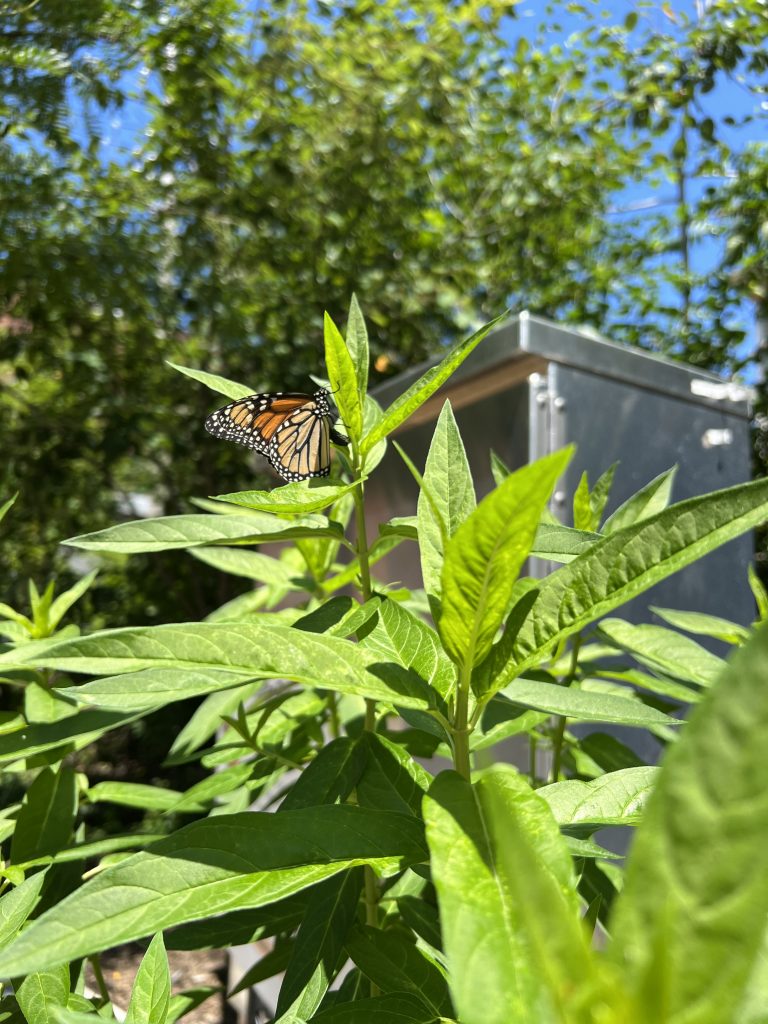 Monarch Butterflies' Signature White Spots May Help Them Fly