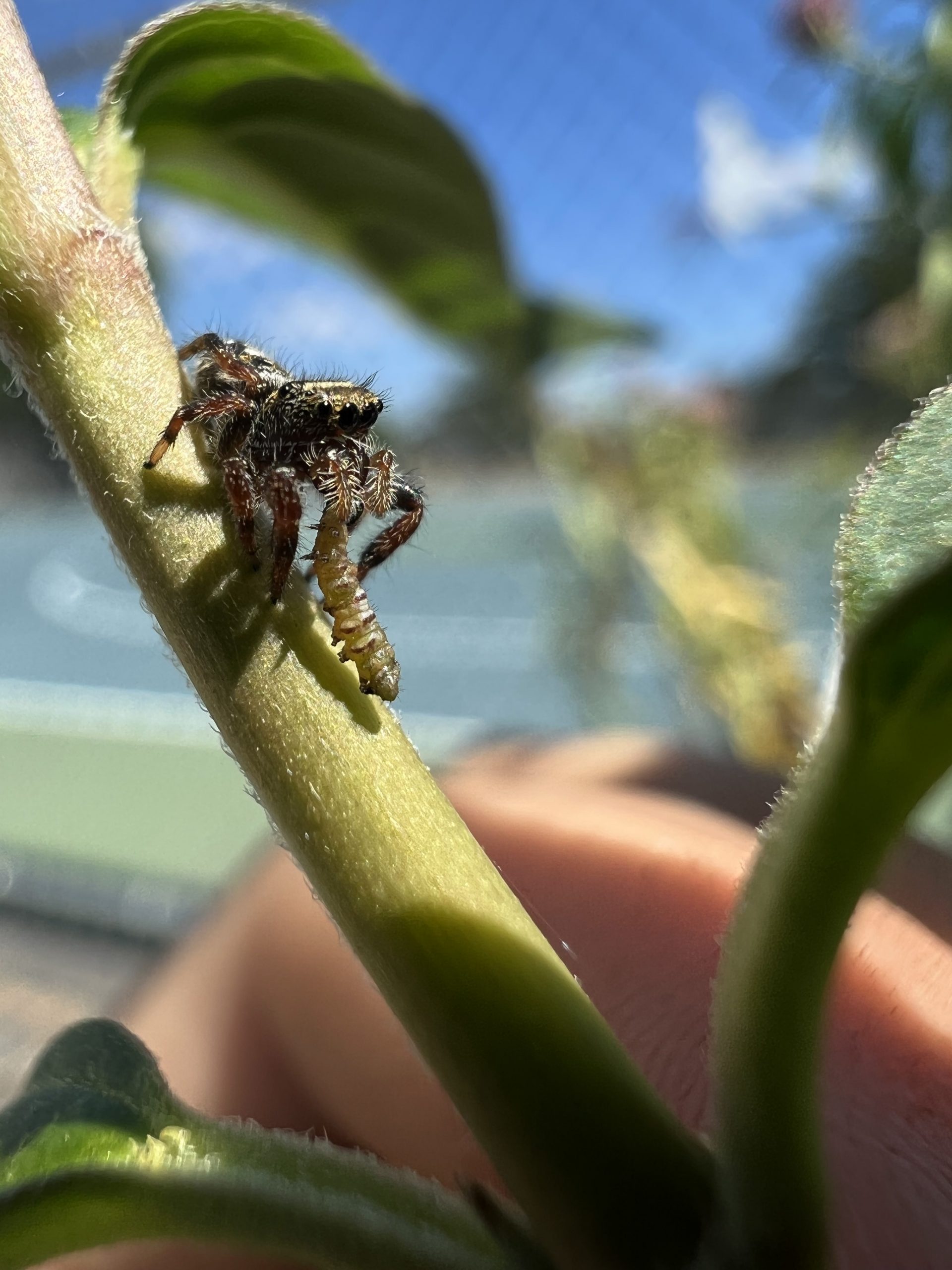 How to help the monarch butterfly