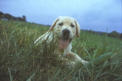 Photo-Best-Smile-Dog-Jane-Savikovsky