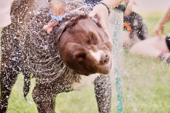 2017-Dog-Wash_361