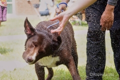 2017-Dog-Wash_39