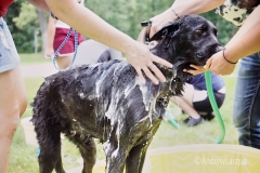 2017-Dog-Wash_48